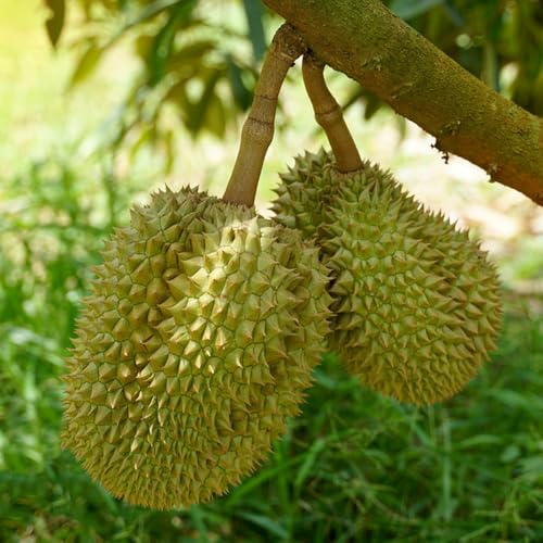 Acquista semi freschi di Durian, da colonnare da giardino resistenti esotiche balcone giardino roccioso serre balcone 45pcs