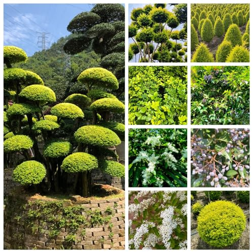 semi di siepe di ligustro, comprare da appartamento esotiche resistenti per balconi rialzati da tappezzare per il giardino, 500pcs