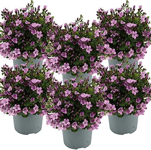 Bloomique - Lot de 6 - Campanula Ambella Pink - Campanule - Couvre-sol - Plantes de jardin - Résistante au gel - Sans danger pour les animaux - Hauteur 10-20 cm - Pot 10,5 cm
