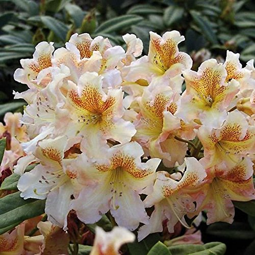 Großblumige Rhododendron Bernstein 30-40cm - Alpenrose - lebende Gartenpflanze aus den Baumschulen