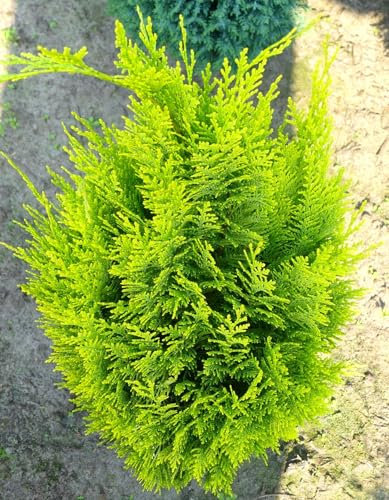 Zypresse Chamaecyparis lawsoniana 'Erecta Aurea' Winterhart immergrün 40-50 cm winterhart Freilandaufzucht