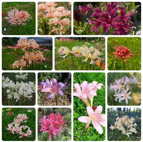 bulbos de lirio araña, lycoris radiata - perennes resistentes decoracion 3pcs