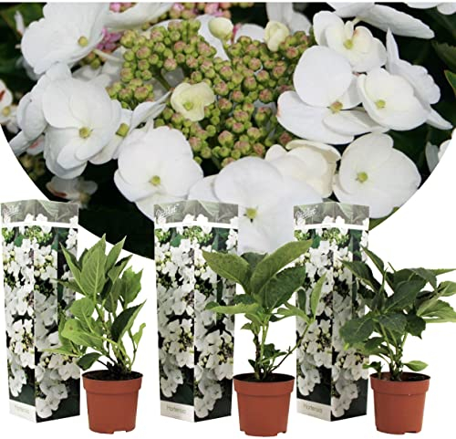 Plant in a Box - Ortensia hydrangea macrophylla Teller - Set di 3 - Bianco - ⌀9cm - Alt. 25-40cm