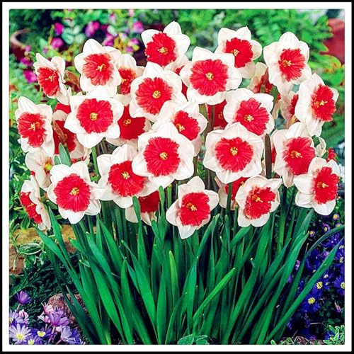 Mehrjährige Blumenzwiebel ist winterhart, Blumenzwiebel,Garden,Mysteriöse magische Glühbirne,Lebende Pflanzen,3years-8 Narzissen Zwiebeln-A