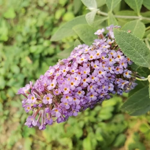 semi di lillà farfalla, giardino farfalle buddleia -Buddleja resistenti, 350pcs