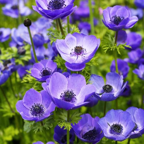 anemonesamen immergrüne blumenstauden winterhart blumengarten schnittblumen blumenwiesensaat bodendecker winterhart mehrjährig sommerblumen herbstanemone blumenwiese herbstaussaat 80samen
