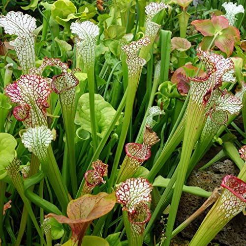 Sarracenia Seeds - Lleucophylla VAR. alba Mixed Rare Carnivorous - 5 Seeds