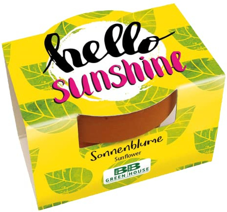 Bull & Bear Mini Pflanzset 'Hello Sunshine' mit Sonnenblumen Samen im Topf 4,5cm, Zwergsonnenblumen als Anzuchtset mit Pflegeanleitung