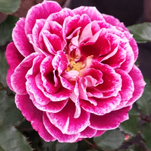 Katie - 5.5lt Potted Floribunda Garden Rose Bush -, Exclusive! Stunning Purple and Magenta Flowers with Silver Back, Highly Scented