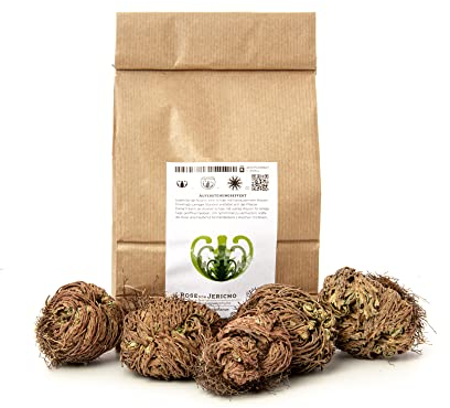 YAKEBA | Rose von Jericho | Selaginella lepidophylla | SPARSET | 5 Stück I Perfekte Indoor Plants als Deko oder Terrarium/DIY Flaschengarten Zubehör (Klein)