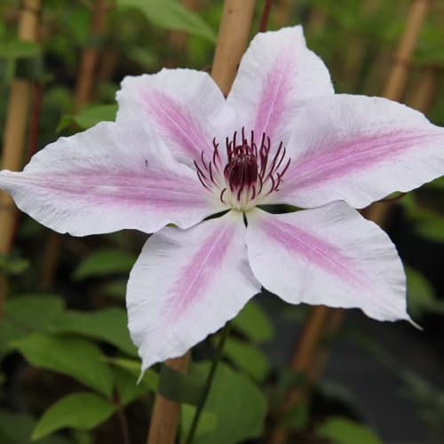 Clematis 'Nelly Moser' Stunning Pink & White Blooms Hardy Climbing Perennial Ideal for Trellises & Arbors 1X 3 Litre Pot by Thompson and Morgan