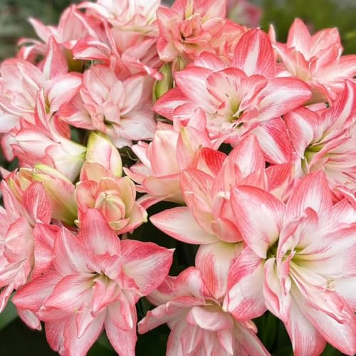 amaryllis decorazione interna letto elevato decorativo balcone ufficio resistente rivestimento tetto Bulbi perenni, 4 pezzi