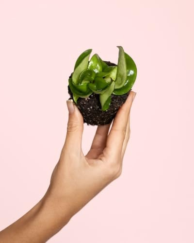 PUR PLANT Hoya Carnosa Mini | Planta Natural de Interior Tropical Pet Friendly | Planta de Cera Decorativa | Maceta de Ø6 cm