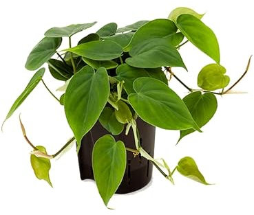 Hear Leaf Philodendron SCANDENS Trailing Indoor House or Office Plant | Shade Tolerant - in 12cm Pot