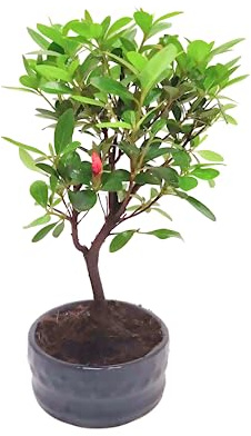 Bonsai Baum mit Keramik Blumentopf - Rhododendron - ca. 6 Jahre 12 cm Schale, Azalea Bonsai Blumen züchten