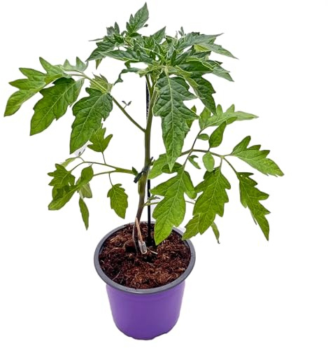 veredelte Freiland Tomatenpflanze  Phantasia 4er-Set