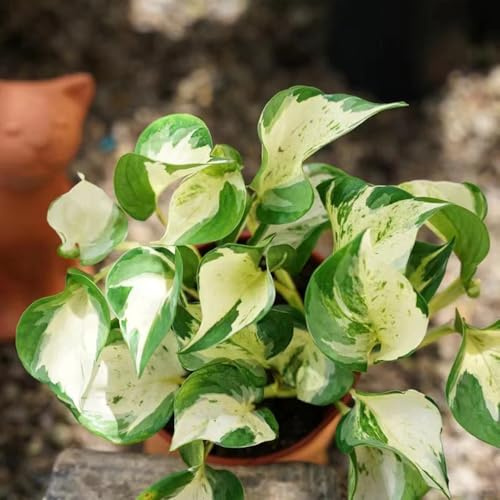 Semi di Pothos - rampicanti biologiche resistenti esterno in vaso verdi interno prodotti sostenibili esotico semi di per giardinieri ufficio 350pcs