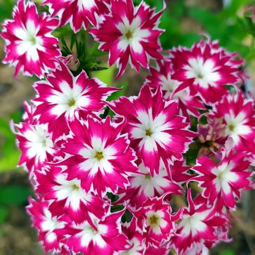Phlox de alfombra - flox subulata de jardín sombra balcón 300semillas