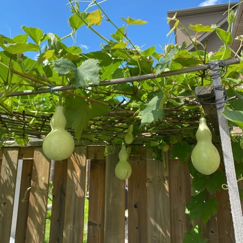 flaschenkürbis kaufen - garten, balkon kalebasse alte sorten, exotische bodendecker winterhart 50samen