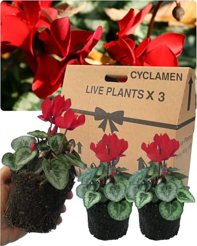 Cyclamen Plants Outdoor Garden Ready - 3 Scarlet Colour Outdoor Flowers. Autumn & Winter Planting. Large 10.5cm Potted Size. Well Rooted & Established, for Containers, Baskets, Patios & Beds