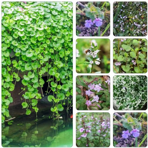 hiedra terrestre semillas de perennes resistentes para pleno sol semillas de jardín prados silvestres jardín con parterre silvestres 60pcs