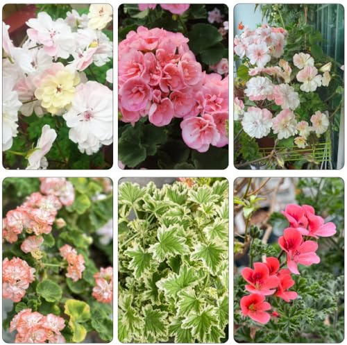 geranio de oficina semillas de prados silvestres cortadas jardín geranio bonsái interior arbusto mariposas silvestres perennes resistentes para 150pcs