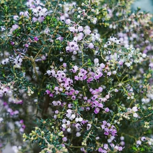 Heidekraut, bio sträucher garten blumensamen für sonnige plätze wohnzimmer deko büropflanzen balkongewächshäuser seltene dekopflanzen stauden winterhart mehrjährig zimmerpflanzen 500Samen