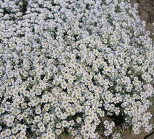 600 Semi di neve in estate SF156 (Cerastium tomentosum)