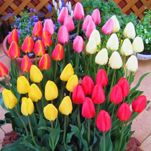 Tulpen zwiebeln mehrjährig Mix-Mysteriöse magische Glühbirne, Winterhart pflanzen,Luftreinigung, Lebende Pflanzen-6zwiebeln-a