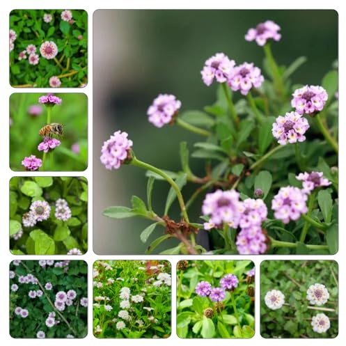 verbena velenifera strisciante interno giardino giardino di esotiche tappezzante resistente semi di come 300semi