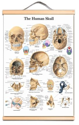 1st The Human Skull Affischtryck Väggdiagram Anatomi Bildkonst Canvas Scroll Målning Sjukhus Kliniker Heminredning Väggmålning(Scroll Painting,30X40 CM)