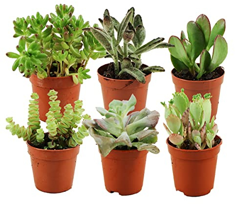 ZynesFlora Succulentes Naturelles en pot de fleurs Ø 5.5 cm - Lot de 6 - Hauteur: 5-10 cm - Mélange de Succulentes Petite Variétés Diverses Plantes Grasses d'Intérieur