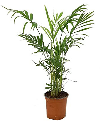 PLANTA NATURAL PALMERA CHAMAEDOREA ELEGANS M12 35CM PARA INTERIOR