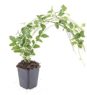 Bodendecker Vinca major 'Variegata' 9cm Topf Set mit 12 Pflanzen