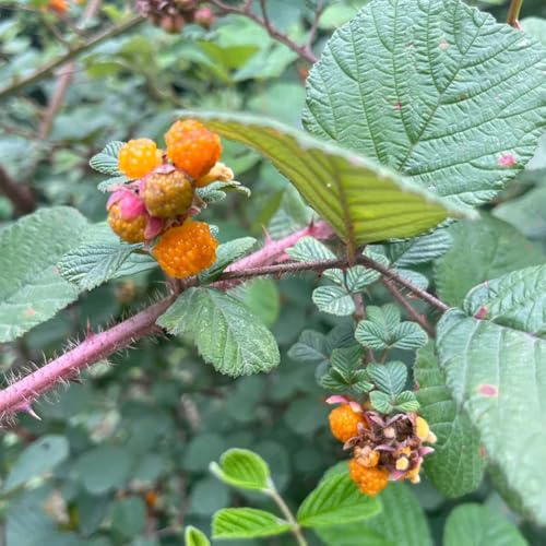semillas de frambuesa resistentes, cultivo raras en maceta resistentes balcón columnares jardín 130pcs