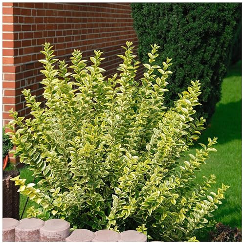 10 x Ligustrum ovalifolium 'Aureum' (Gehölz/Heckenpflanze/Winterhart/Mehrjährig/Immergrün) Goldliguster - Robuste Schönheit mit goldgelber Ausstrahlung - von Stauden Gänge