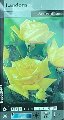 Garden Center Shop | Rosal Trepador Landora | Floración Repetida y Vigorosa | Ideal Muros, Pérgolas y Vallas | Planta de Exterior de Gran Crecimiento | flor gorda