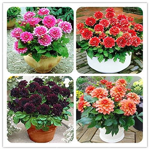 Mischung: 50 Stück Veri semi di dalia Fiore di dalia (keine Bulbi di dalia) I semi di fiori simboleggiano il coraggio e le piante da giardino di casa happiness
