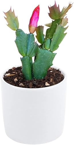DECOALIVE - Schlumbergera - Flor de Navidad - Cactus de Pascua