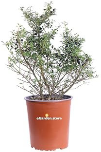 Pianta di Ilex Crenata Stokes o Agrifoglio Giapponese cespuglio ornamentale da esterno giardino terrazzo balcone pianta vera da fiore bianco e bacche nere venduta da eGarden.store