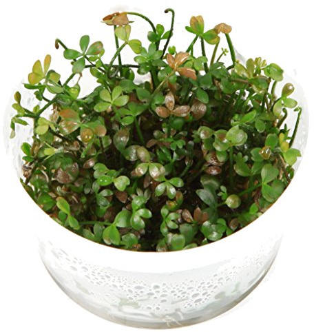Zwergkleeblatt - Marsilea Hirsuta,In-Vitro 1-2-GROW!