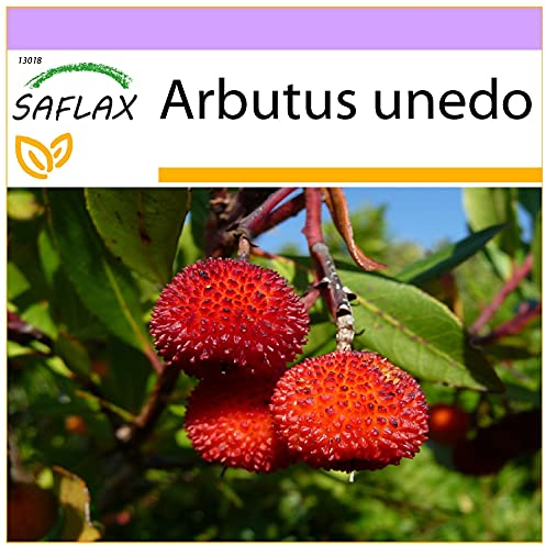 SAFLAX - Strawberry Tree - 50 Seeds - Arbutus unedo