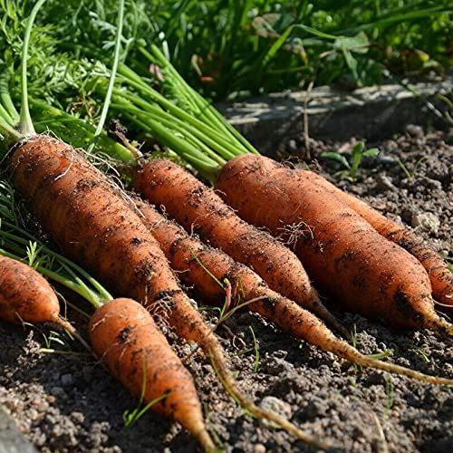 Lotto 500 Semi di carota Amsterdam 2 - Semi di carota - Semi di verdura di qualità - Semi di verdura - Bustina di semi - Facile da coltivare per il giardino e il balcone - Idee regalo per il giardino