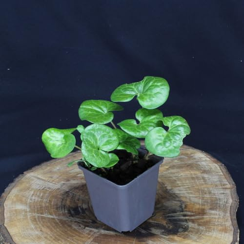 12 Stück Asarum europaeum von Intragarten | Haselwurz schattenverträglicher Bodendecker | winterhart im Topf