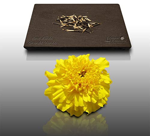 50 Graines Fleurs à semer - Le Grenier d'Abondance - ŒILLET d'Inde ou Rose d'Inde - Tagetes erecta