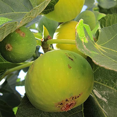 Desert King Feige Feigenbaum erdbeerrotes Fruchfleisch saftig süß 3,5 Liter Topfballen