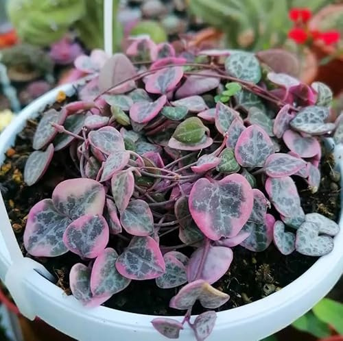 VIVAIO GARDEN FOREST Ceropegia Woodii Variegata, Vaso 13 cm | Collana di Cuori, Pianta Pendente da Interno, Pianta Ornamentale Variegata, Per Mensole e Vasi Sospesi, Ambienti Luminosi