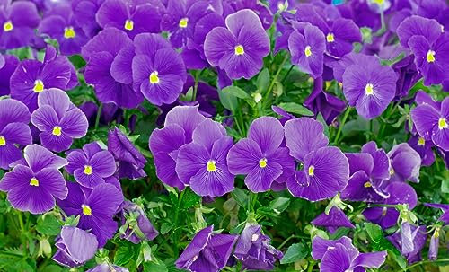 Winter Bedding Plants, Pansy Delta 'Halloween Mix', 20 x Full Plant Pack, Winter Pansies, Garden Flowers, Flowering, Garden Ready and Ready to Plant, Premium Quality Flowers