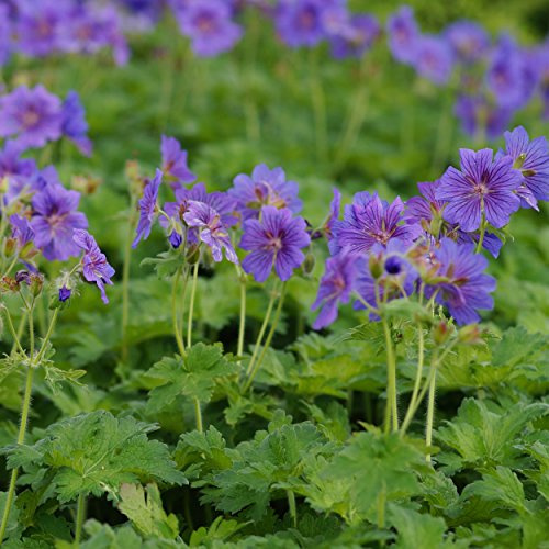 Blumixx Stauden Geranium magnificum 'Rosemoor' – Pracht-Storchschnabel, violettblau blühende Blütenstaude, winterhart & pflegeleicht, bienenfreundlich, ideal für Beet & Bauerngarten