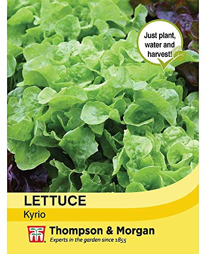 Lettuce Kyrio Lactuca Sativa Half-Hardy Annual Lettuce 1 Packet (250 Seeds) by Thompson and Morgan